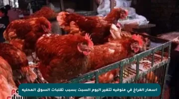أسعار الفراخ في منوفية تتغير اليوم السبت بسبب تقلبات السوق المحلية